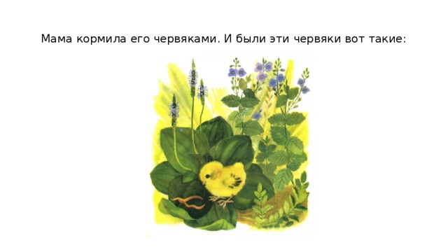 Мама кормила его червяками. И были эти червяки вот такие: 