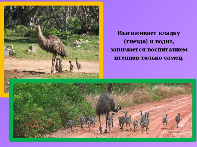 Высиживает кладку (гнездо) и водит, занимается воспитанием птенцов только самец. 