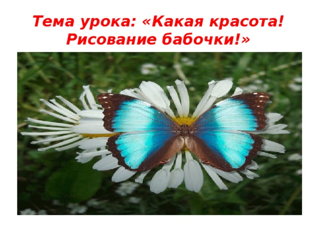 Тема урока: «Какая красота! Рисование бабочки!» 