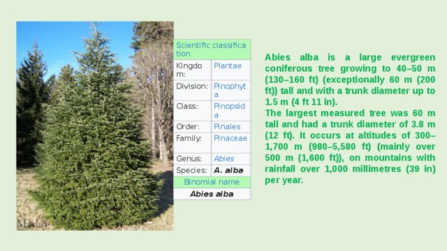 Kingdom: Division: Class: Order: Family: Genus: Species: A. alba Abies alba Abies alba is a large evergreen coniferous tree growing to 40–50 m (130–160 ft) (exceptionally 60 m (200 ft)) tall and with a trunk diameter up to 1.5 m (4 ft 11 in). The largest measured tree was 60 m tall and had a trunk diameter of 3.8 m (12 ft). It occurs at altitudes of 300–1,700 m (980–5,580 ft) (mainly over 500 m (1,600 ft)), on mountains with rainfall over 1,000 millimetres (39 in) per year. 