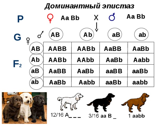 Доминантный эпистаз х Аа Bb Р Аа Bb       AB Ab aB ab G     AaBb AB AaBB AABb AABB Ab aB ab  AABb Aabb AaBb AAbb F 2  aaBb aaBB AaBb AаBB  AaBb aabb aaBb Aabb 
