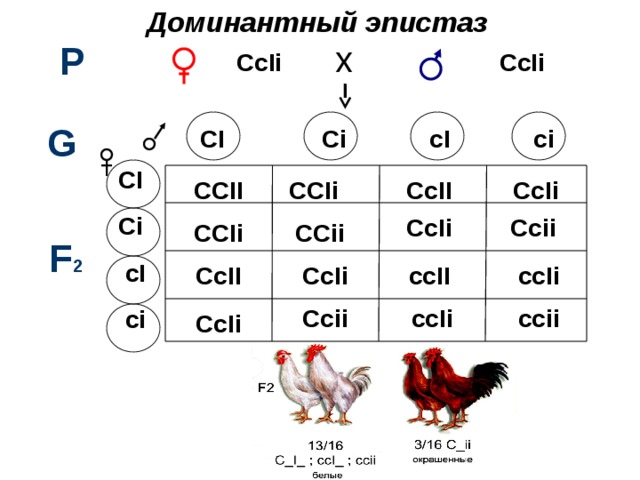 Доминантный эпистаз Р х CcIi CcIi       G CI Ci cI ci    CI  Ci  cI  ci CCII CcII CCIi CcIi Ccii CcIi  CCii CCIi F 2 ccIi  ccII CcIi CcII ccii ccIi Ccii CcIi  