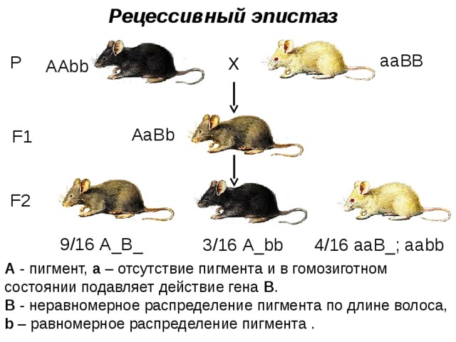 Рецессивный эпистаз aaBB P X ААbb АaBb F1 F2 9/16 А_B_ 3/16 А_bb 4/16 aaB_; aabb А - пигмент, а – отсутствие пигмента и в гомозиготном состоянии подавляет действие гена В . В - неравномерное распределение пигмента по длине волоса, b – равномерное распределение пигмента . 