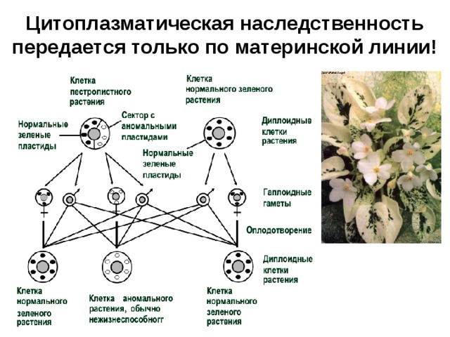 Цитоплазматическая наследственность передается только по материнской линии! 21 