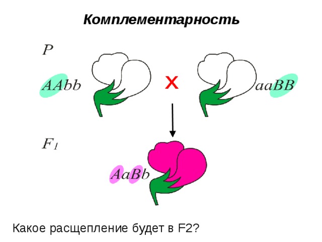 Комплементарность Какое расщепление будет в F2? 