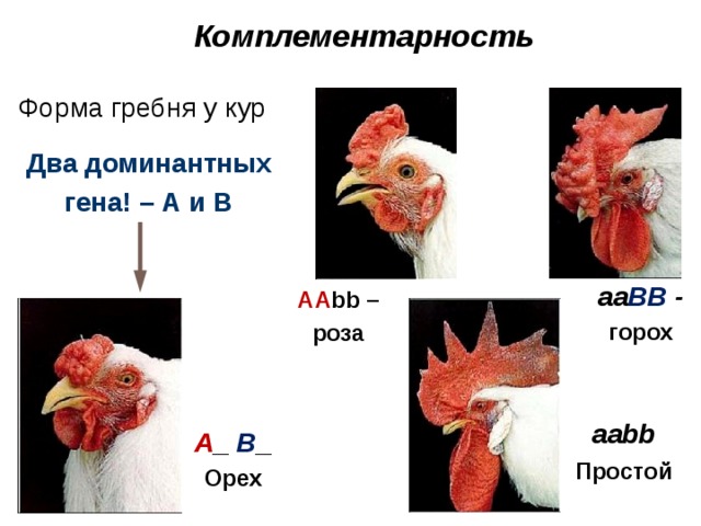 Комплементарность Форма гребня у кур Два доминантных гена! – А и В aa BB - горох АА bb –роза аabb Простой A _ B _  Орех 