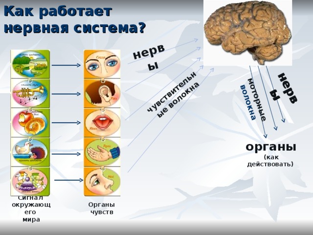 Как работает нервная система? нервы чувствительные  волокна нервы моторные волокна органы (как действовать)  Органы  чувств Сигнал  окружающего  мира 