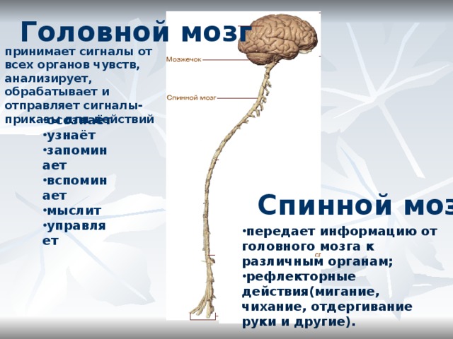 Головной мозг принимает сигналы от всех органов чувств, анализирует, обрабатывает и отправляет сигналы-приказы для действий  осознаёт узнаёт запоминает вспоминает мыслит управляет Спинной мозг  передает информацию от головного мозга к различным органам; рефлекторные действия(мигание, чихание, отдергивание руки и другие). 