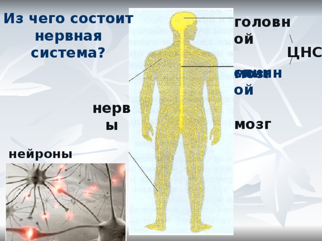 Из чего состоит нервная система? головной   мозг ЦНС спинной  мозг нервы нейроны 