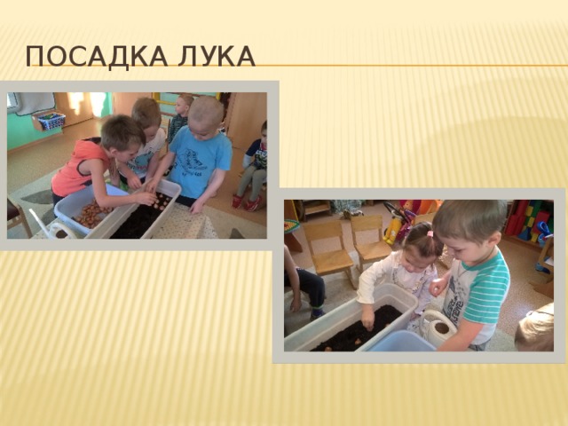 Посадка лука 
