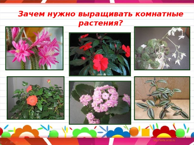 Зачем нужно выращивать комнатные растения? 