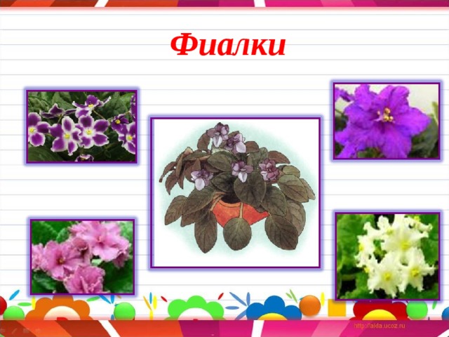 Фиалки 