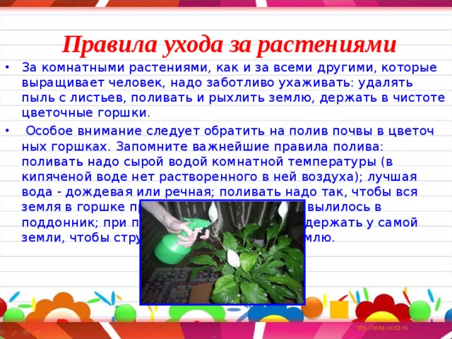 Правила ухода за растениями За комнатными растениями, как и за всеми другими, которые выращивает человек, надо заботливо ухаживать: удалять пыль с листьев, поливать и рыхлить землю, держать в чистоте цветочные горшки.  Особое внимание следует обратить на полив почвы в цветоч­ных горшках. Запомните важнейшие правила полива: поливать надо сырой водой комнатной температуры (в кипяченой воде нет растворенного в ней воздуха); лучшая вода - дождевая или речная; поливать надо так, чтобы вся земля в горшке промокла и немного воды вылилось в поддонник; при поливе носик лейки надо держать у самой земли, чтобы струя воды не размывала землю.  