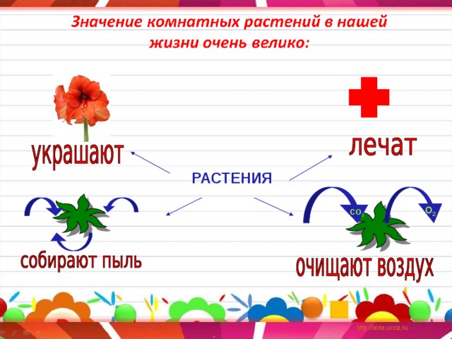 РАСТЕНИЯ О 2 СО 2 