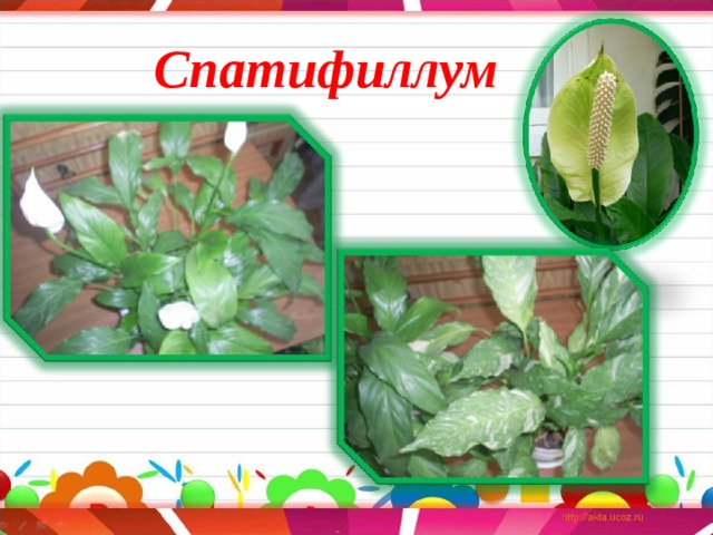 Спатифиллум 