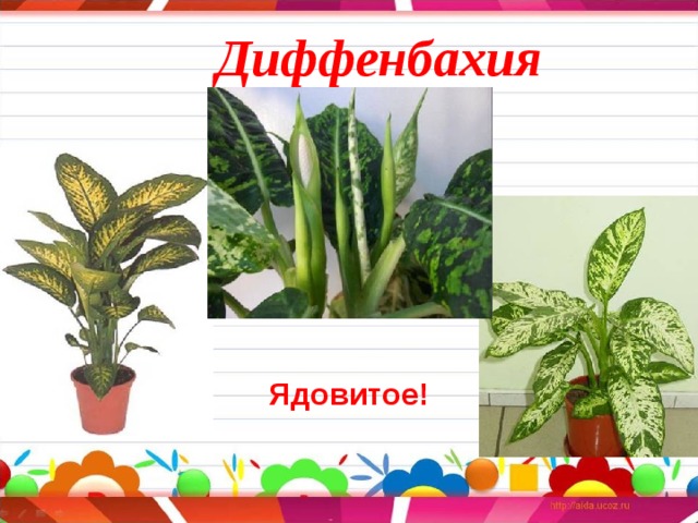 Диффенбахия Ядовитое! 