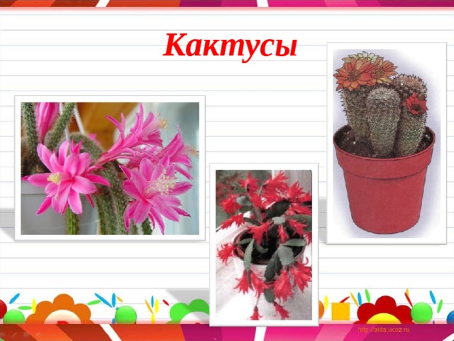 Кактусы 
