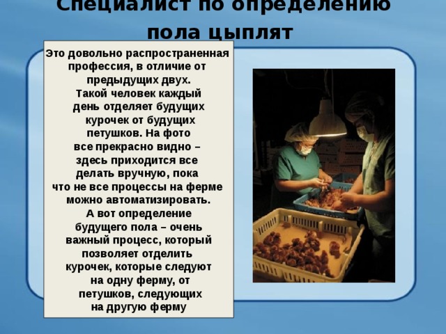 Специалист по определению пола цыплят  Это довольно распространенная профессия, в отличие от предыдущих двух.  Такой человек каждый день отделяет будущих  курочек от будущих  петушков. На фото все прекрасно видно – здесь приходится все делать вручную, пока что не все процессы на ферме можно автоматизировать.  А вот определение будущего пола – очень  важный процесс, который позволяет отделить курочек, которые следуют  на одну ферму, от  петушков, следующих  на другую ферму 