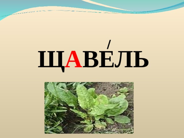 / Щ А ВЕЛЬ 