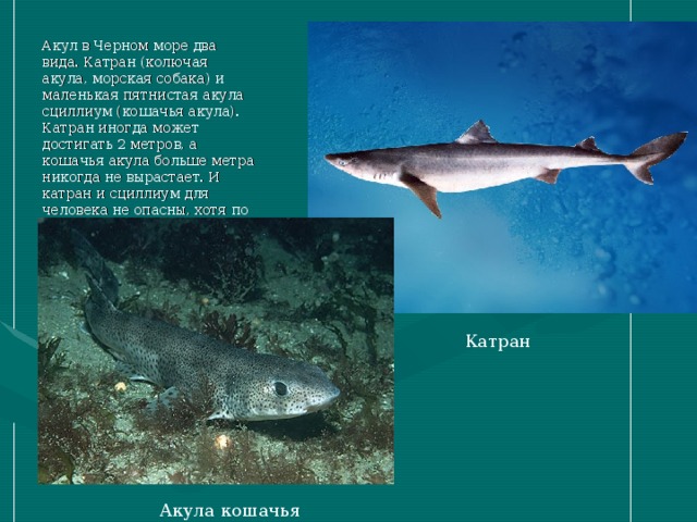 Акул в Черном море два вида. Катран (колючая акула, морская собака) и маленькая пятнистая акула сциллиум (кошачья акула). Катран иногда может достигать 2 метров, а кошачья акула больше метра никогда не вырастает. И катран и сциллиум для человека не опасны, хотя по отношению к рыбе ведут себя как настоящие злые и жестокие хищники. Катран Акула кошачья 