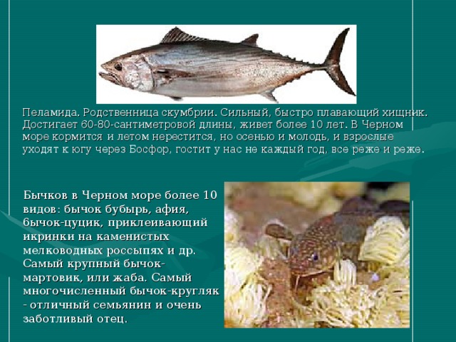 Пеламида. Родственница скумбрии. Сильный, быстро плавающий хищник. Достигает 60-80-сантиметровой длины, живет более 10 лет. В Черном море кормится и летом нерестится, но осенью и молодь, и взрослые уходят к югу через Босфор, гостит у нас не каждый год, все реже и реже. Бычков в Черном море более 10 видов: бычок бубырь, афия, 6ычок-цуцик, приклеивающий икринки на каменистых мелководных россыпях и др. Самый крупный бычок-мартовик, или жаба. Самый многочисленный бычок-кругляк - отличный семьянин и очень заботливый отец.   