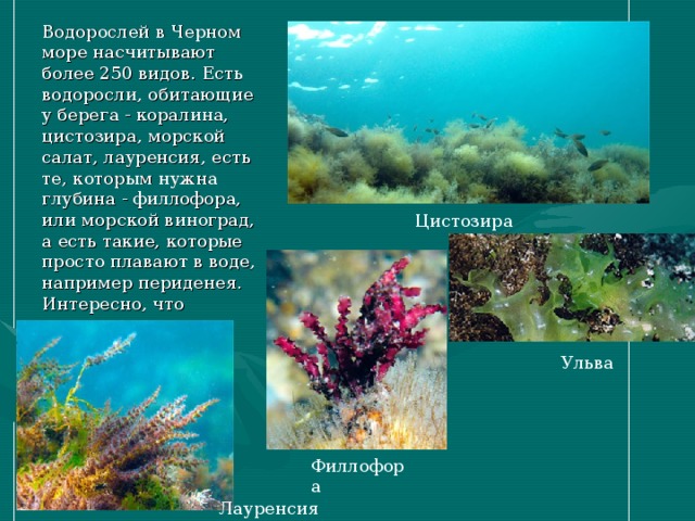 Водорослей в Черном море насчитывают более 250 видов. Есть водоросли, обитающие у берега - коралина, цистозира, морской салат, лауренсия, есть те, которым нужна глубина - филлофора, или морской виноград, а есть такие, которые просто плавают в воде, например периденея. Интересно, что именно она создает осеннее свечение моря. Цистозира Ульва Филлофора Лауренсия 