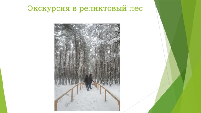Экскурсия в реликтовый лес 