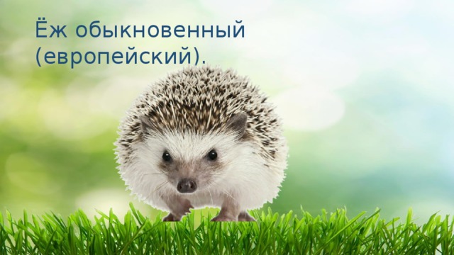 Ёж обыкновенный (европейский).    