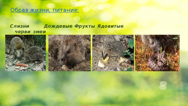 Образ жизни, питание:    Слизни  Дождевые  Фрукты   Ядовитые     черви      змеи 