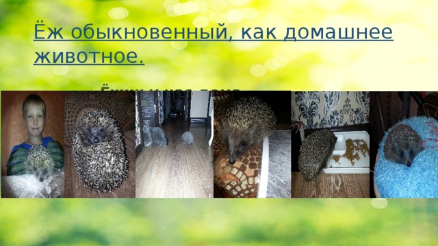 Ёж обыкновенный, как домашнее животное.       Ёжик у нас дома 