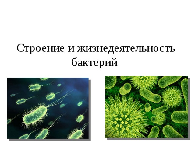 Строение и жизнедеятельность бактерий 
