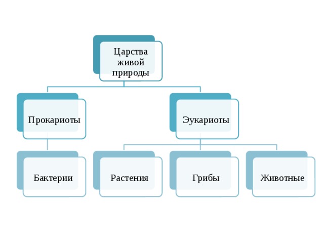 Царства живой природы Прокариоты Эукариоты Растения Грибы Бактерии Животные 