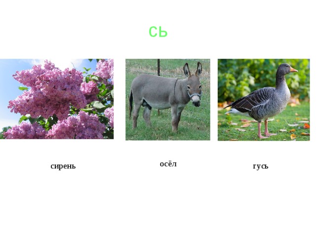 сь осёл сирень гусь 