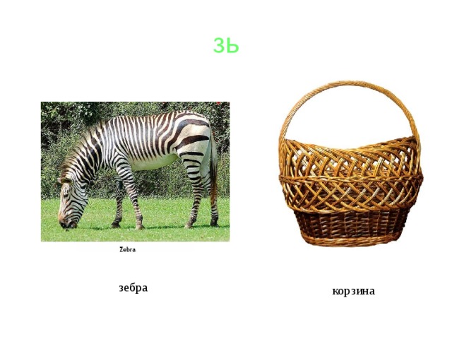 зь зебра корзина 