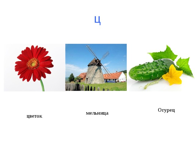 ц Огурец мельница цветок 