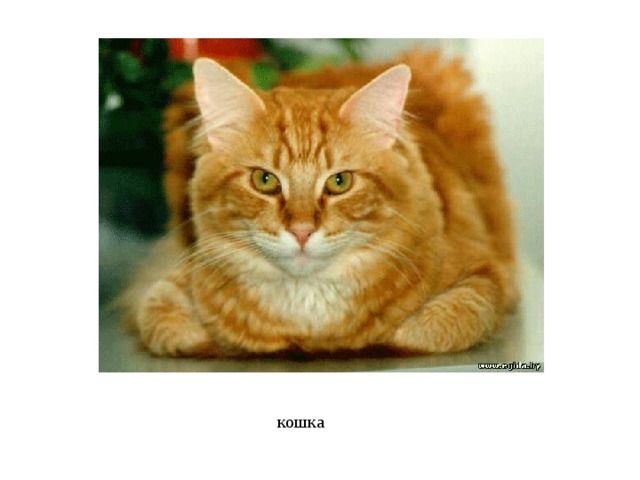 кошка 
