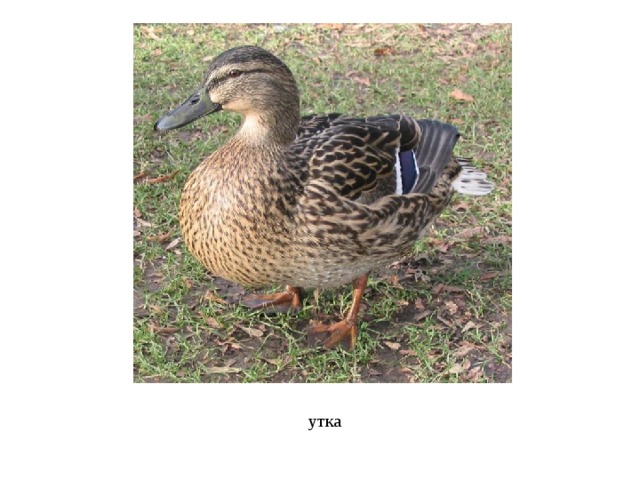 утка 