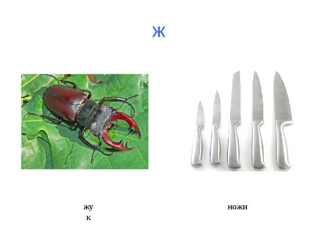 ж жук ножи 