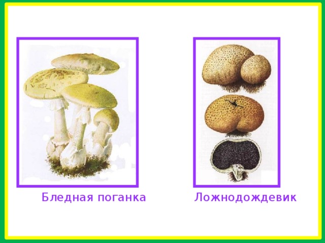   Бледная поганка Ложнодождевик 