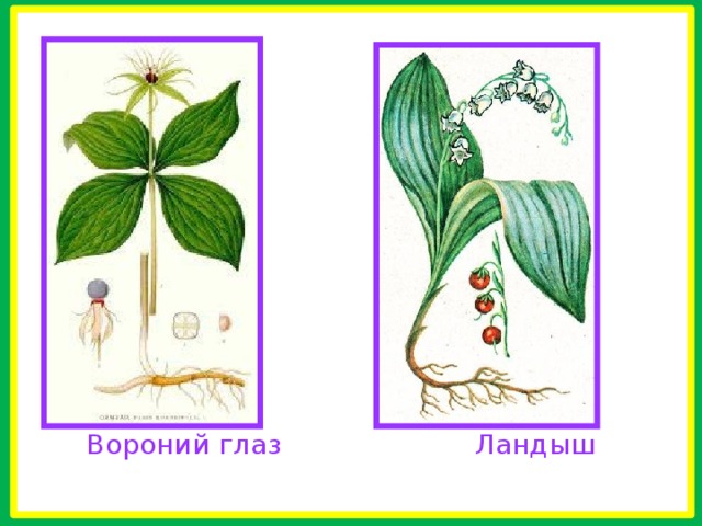   Вороний глаз Ландыш 