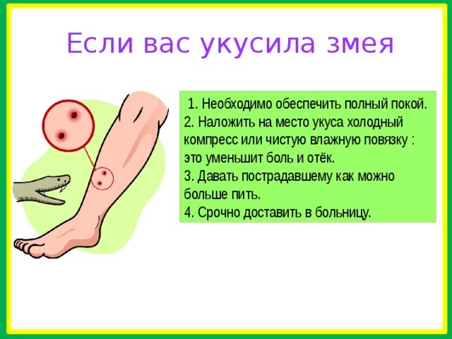  покой.  Если вас укусила змея   1. Необходимо обеспечить полный покой. 2. Наложить на место укуса холодный компресс или чистую влажную повязку : это уменьшит боль и отёк. 3. Давать пострадавшему как можно больше пить. 4. Срочно доставить в больницу. 