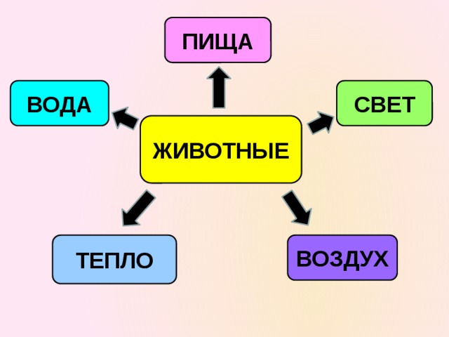 ПИЩА ВОДА СВЕТ ЖИВОТНЫЕ ТЕПЛО ВОЗДУХ 
