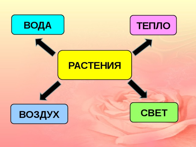 ВОДА ТЕПЛО РАСТЕНИЯ СВЕТ ВОЗДУХ 
