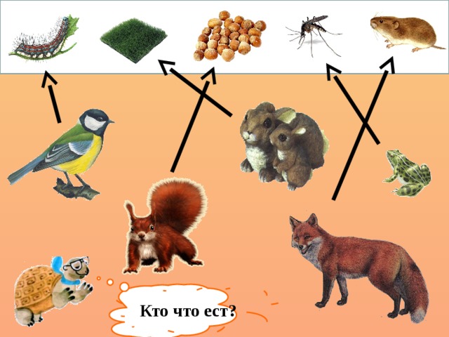 Кто что ест? 