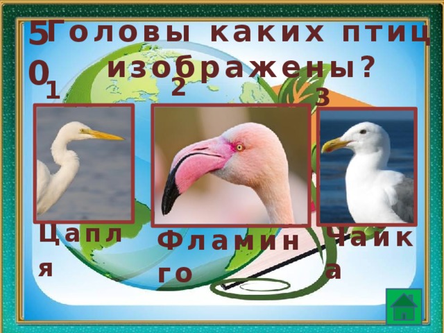 50 Головы каких птиц изображены? 2. 1. 3.  Цапля  Чайка  Фламинго    