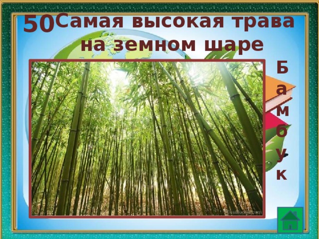 50  Самая высокая трава на земном шаре Бамбук   