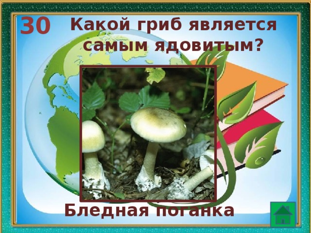30 Какой гриб является самым ядовитым? Бледная поганка  