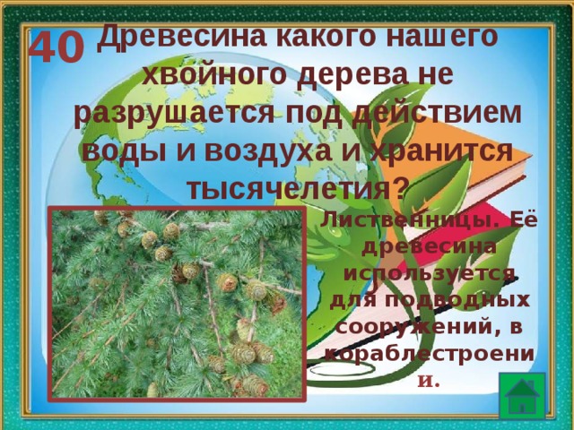 Древесина какого нашего хвойного дерева не разрушается под действием воды и воздуха и хранится тысячелетия? 40 Лиственницы. Её древесина используется для подводных сооружений, в кораблестроени и.  