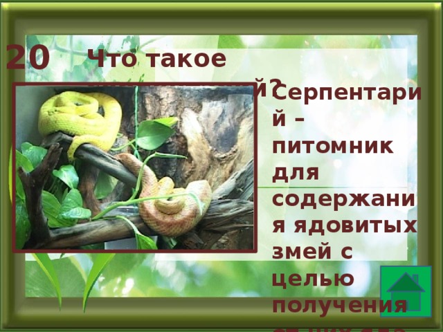 20 Что такое серпентарий? Серпентарий – питомник для содержания ядовитых змей с целью получения от них яда .  