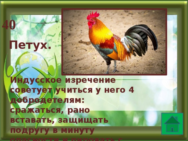40 Петух. Индусское изречение советует учиться у него 4 добродетелям: сражаться, рано вставать, защищать подругу в минуту опасности и пировать с друзьями. Кто это?  